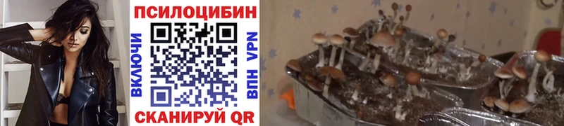 Псилоцибиновые грибы Cubensis  где найти   Котово 